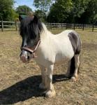 11hh Mare