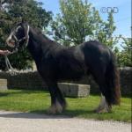 Gelding 