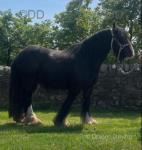 Gelding 