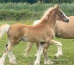 Hunter, Welsh Section D Colt
