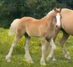 Hunter, Welsh Section D Colt