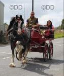 15.1hh Ride and Drive Gelding