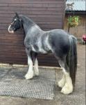 15.1hh Ride and Drive Gelding