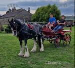 15.1hh Ride and Drive Gelding