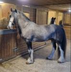 15.1hh Ride and Drive Gelding