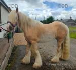 Gelding