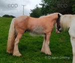 Gelding