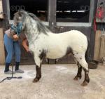 Colt