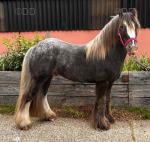 12 hh Gelding