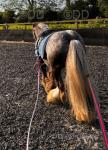 12 hh Gelding