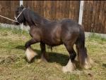 Colt