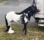 Colt