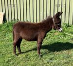 Jack Donkey