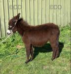 Jack Donkey