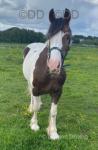 15hh Ride and Drive Mare