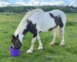 15hh Ride and Drive Mare