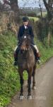 16.2hh ISH Gelding 