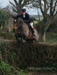 16.2hh ISH Gelding 