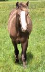 Choco, Yearling Gelding 