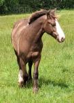 Choco, Yearling Gelding 