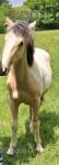 Yearling Gelding 