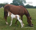 Yearling Gelding 