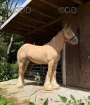 Yearling Colt