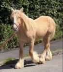 Yearling Colt
