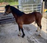 Welsh Section A Gelding 