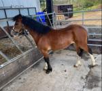 Welsh Section A Gelding 