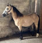 Coppathorne Isabella, 14hh Welsh Section D Mare