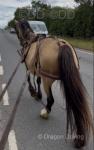 Coppathorne Isabella, 14hh Welsh Section D Mare