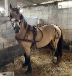 Coppathorne Isabella, 14hh Welsh Section D Mare