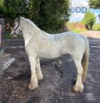 13.1hh Ride and Drive Mare 