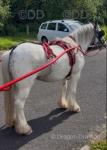 13.1hh Ride and Drive Mare 