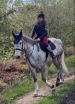 16.2hh ID x Mare