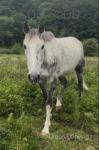 16.2hh ID x Mare