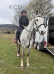 16.2hh ID x Mare