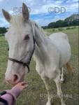 Duffield Chrysta Lady, Welsh Section D Filly