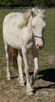 Duffield Chrysta Lady, Welsh Section D Filly