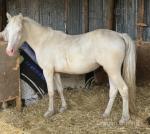 Duffield Chrysta Lady, Welsh Section D Filly