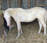 Duffield Chrysta Lady, Welsh Section D Filly