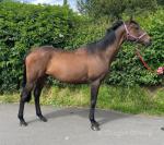 16hh Thoroughbred Mare
