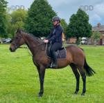 16hh Thoroughbred Mare