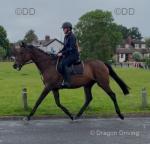 16hh Thoroughbred Mare