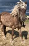 Filly