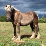 Filly