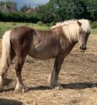 Filly