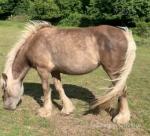 Filly