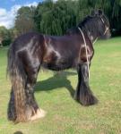 Dolly, 14.2hh Ride and Drive Mare